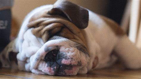 English Bulldog Skin Bumps Problems: How To Avoid ...